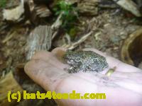 /home//u458753944/public_html/sourcegallery//Frogs/Mixed frogs/P1050037.JPG
